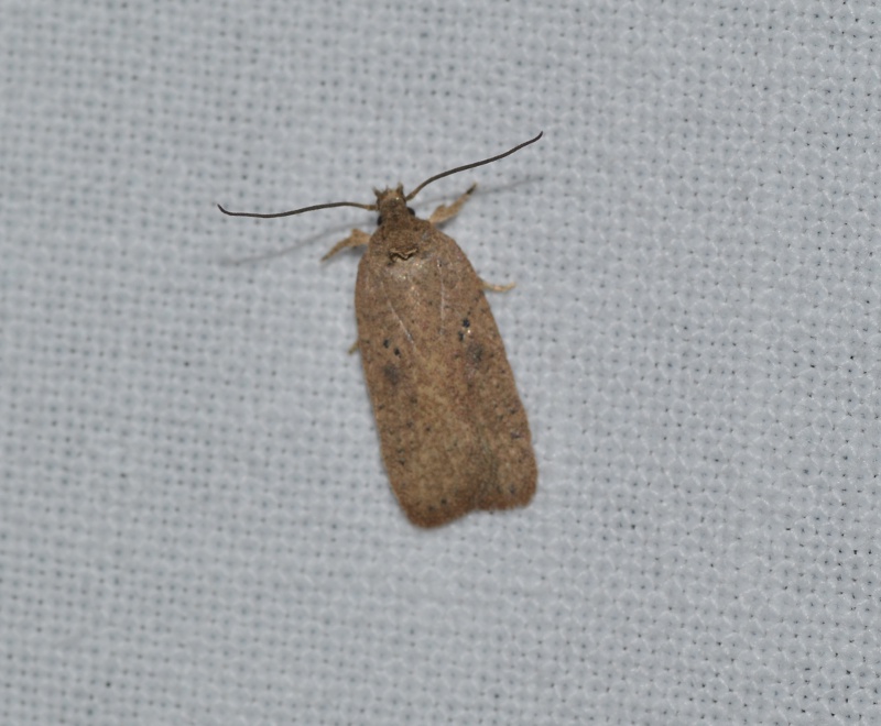 Id. micro